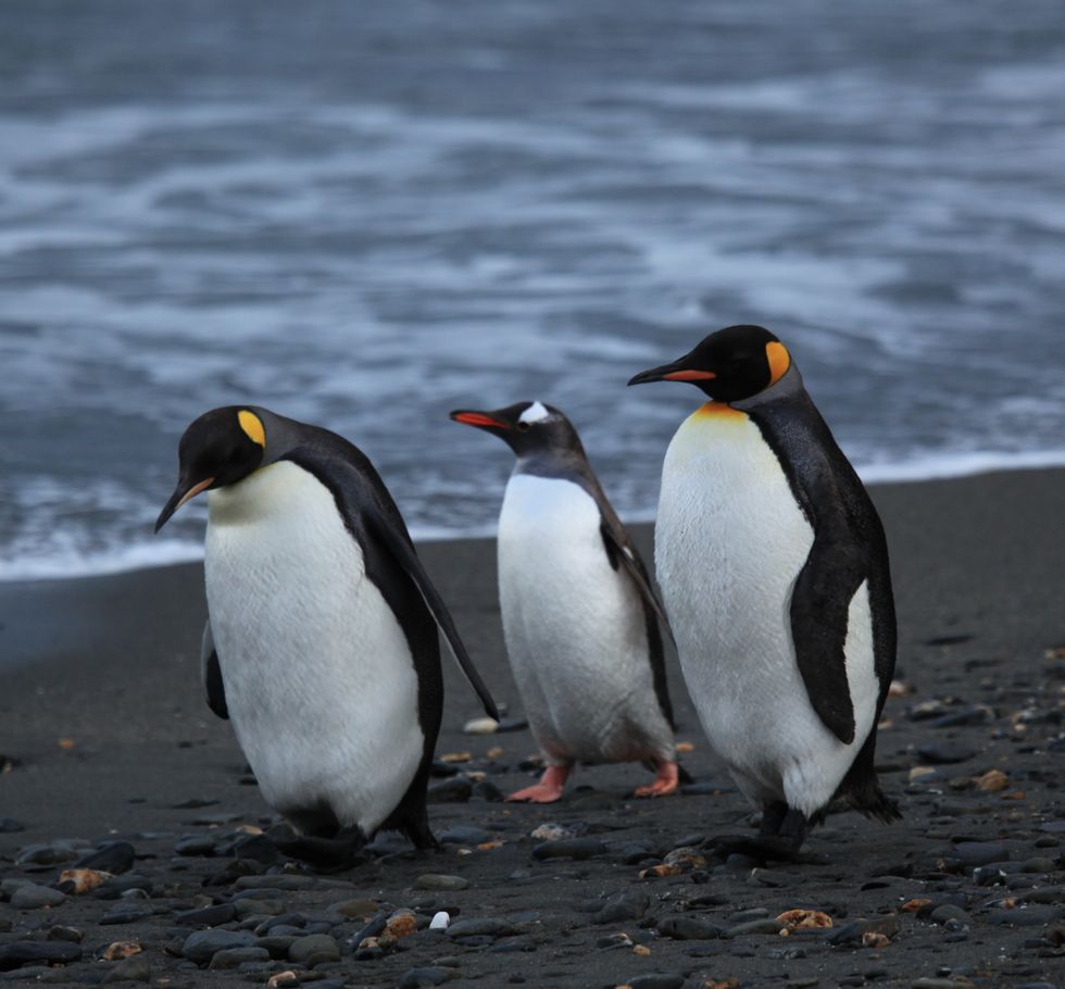 5 Facts About Penguins