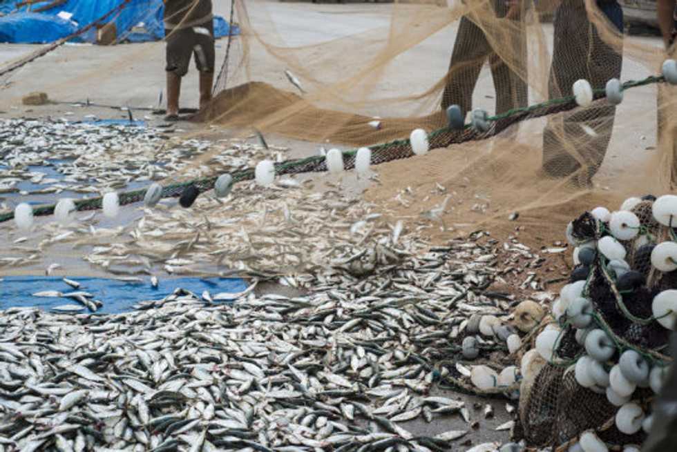 Climate Change and the Fishing Industry