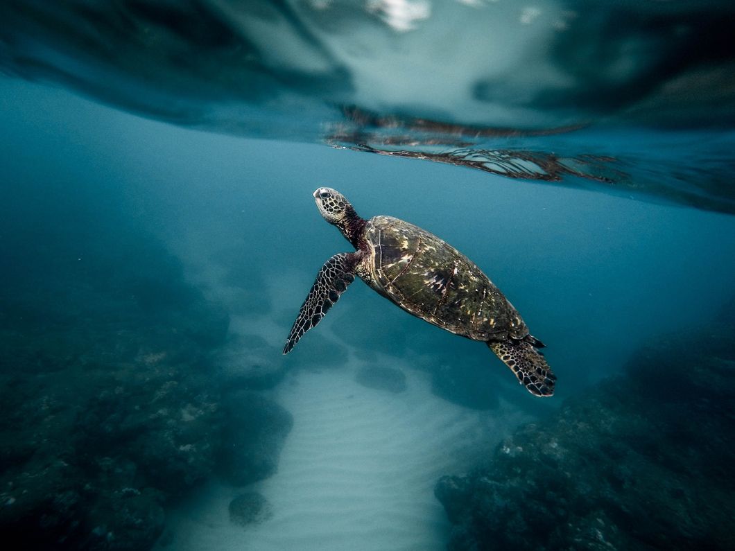 5 Ways We Can Help Protect Marine Life That Will Make You Say 'Shell-Yeah'