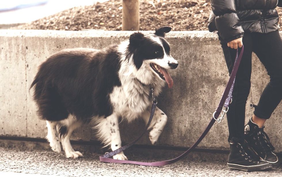 10 Texts You Send Your College Roommates When You See A Good Dog On Campus