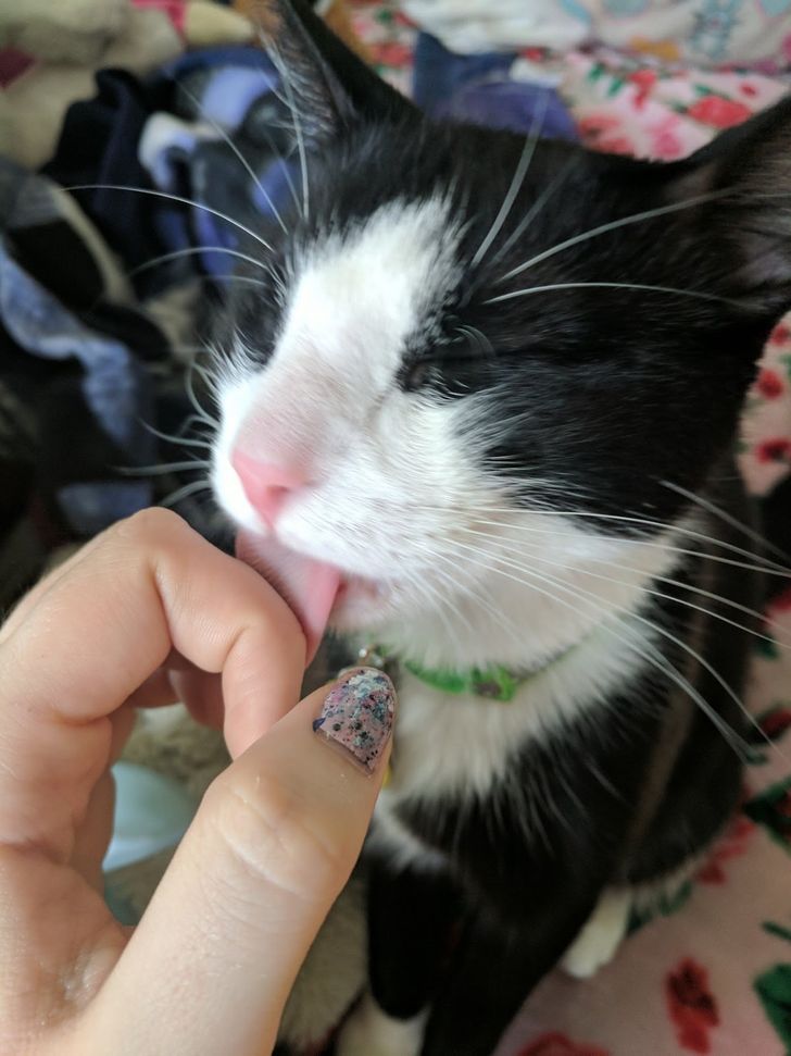 This Is How Cats Say 'I Love You' And If It Doesn't Melt Your Heart, You Are Heartless