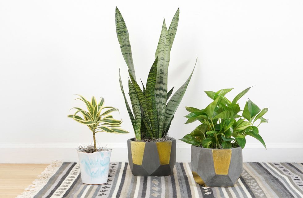 What's Behind The Aesthetic Of A Good House Plant, Anyways?
