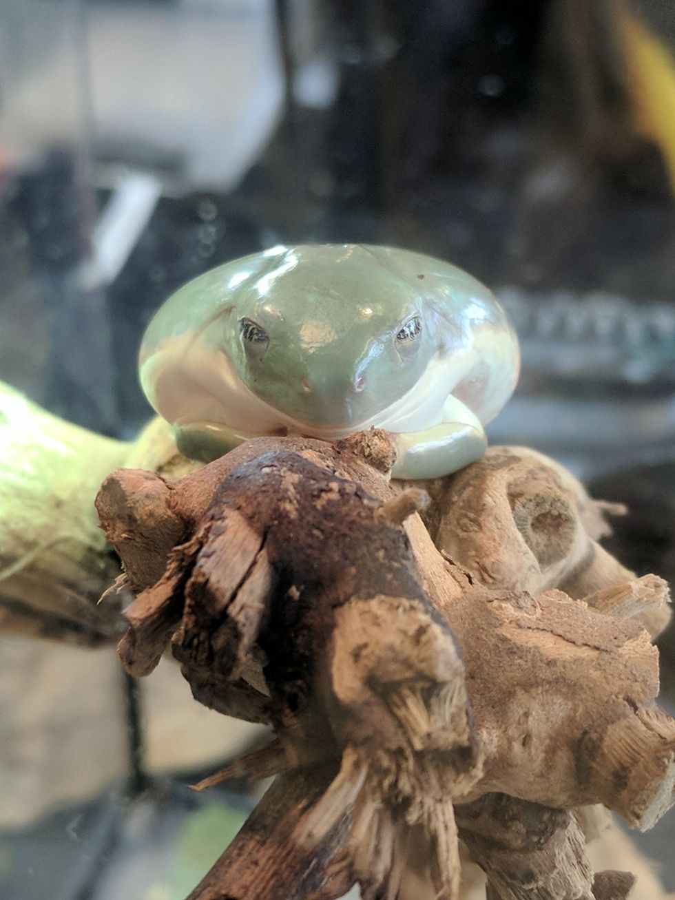 11 Reasons Why You'll Never Regret Going To A Reptile Expo