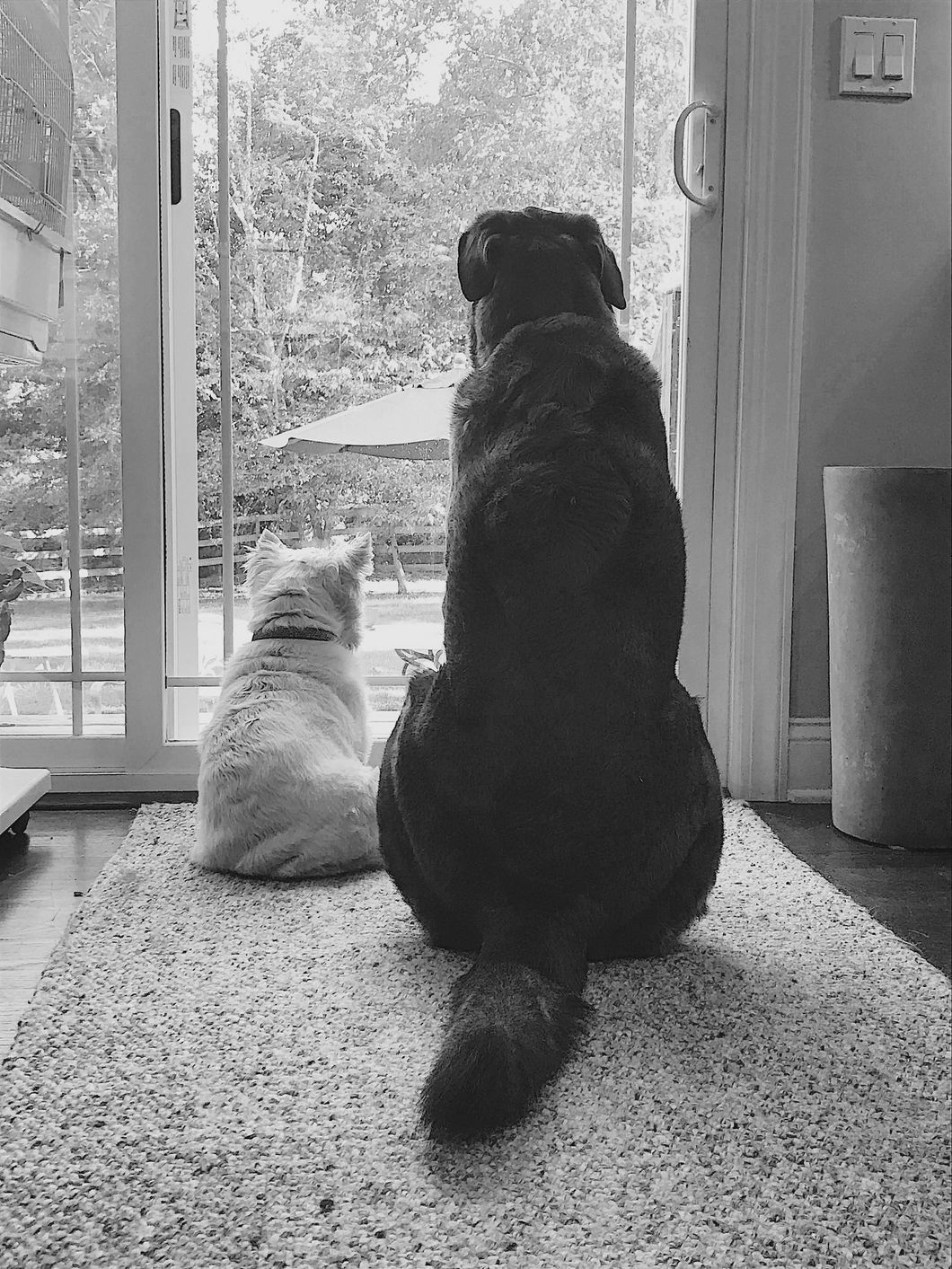 When You Lose A Furry Best Friend, A Part Of You Goes With Them