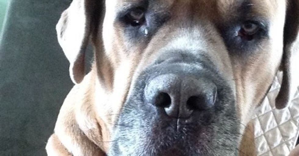 The Story of How My Dog And I Became Best Friends