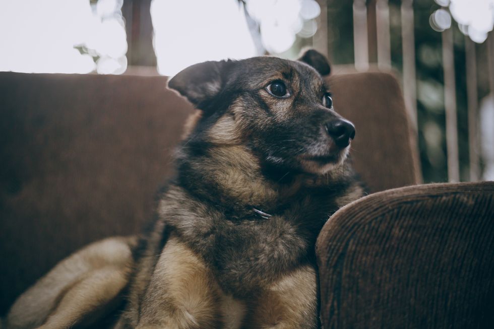 10 Reasons To Stay At Home With Your Dog Rather Than Going Out