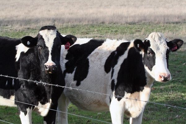 9 Reasons You Should Reduce Your Meat Consumption