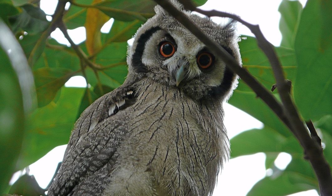 Fiction On Odyssey: A Day In The Life Of A Scops Owl