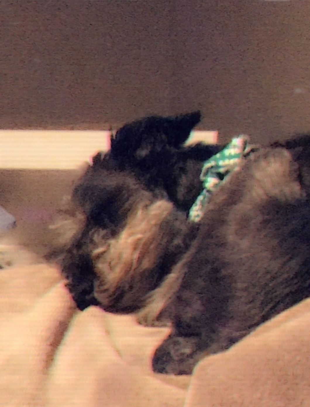 Why Having a Pet Can Greatly Help Your Mental Health