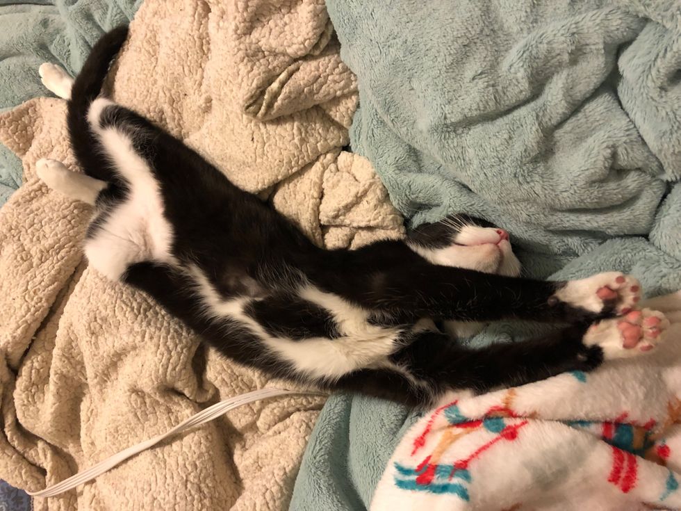 The Pros Of Having An Emotional Support Animal