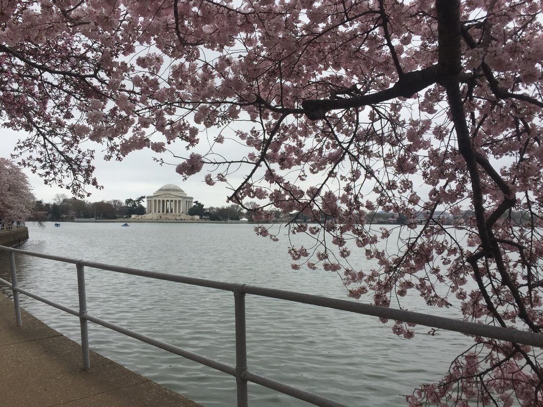 4 Things To Know Before Visiting D.C. During Cherry Blossom Season