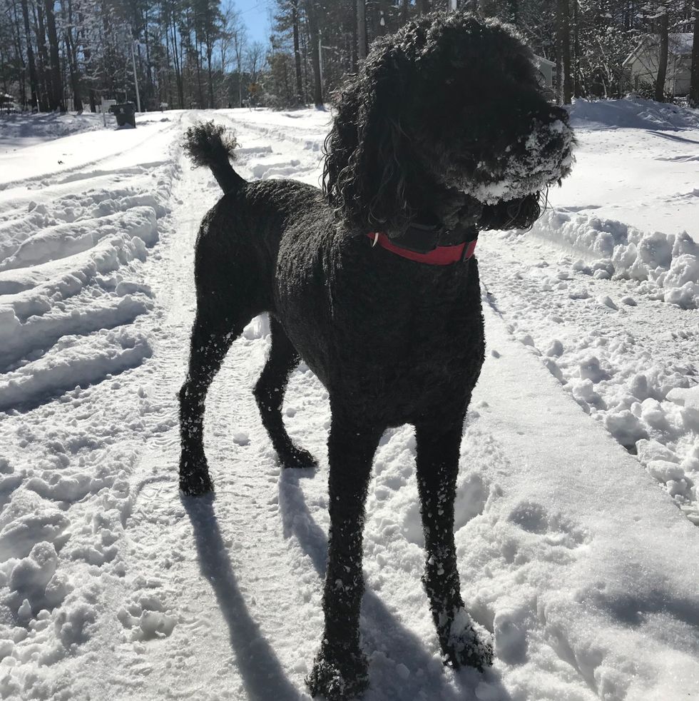 I Wish My Dog Could Talk