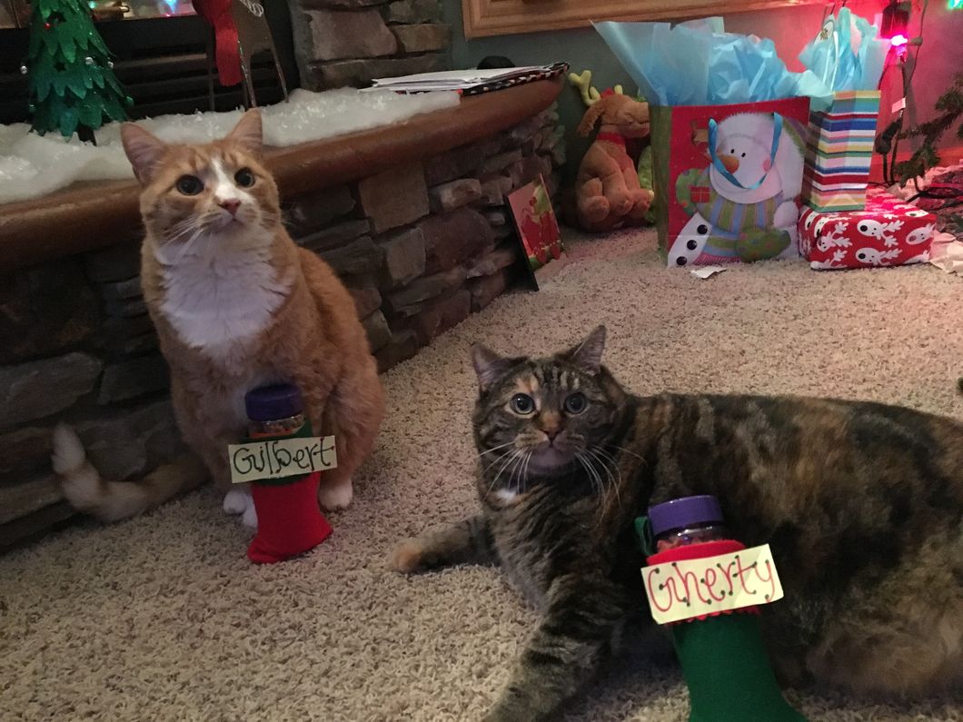 Pets Are Not Just Animals, They're Family