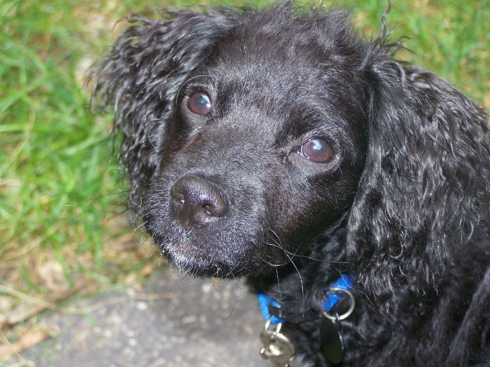 A Goodbye To My Furry Friend