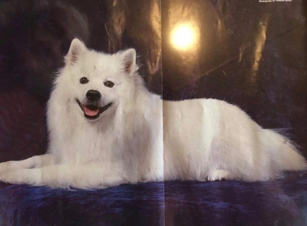 Saying Goodbye To My Best Friend, A Dog Named Sir Sir