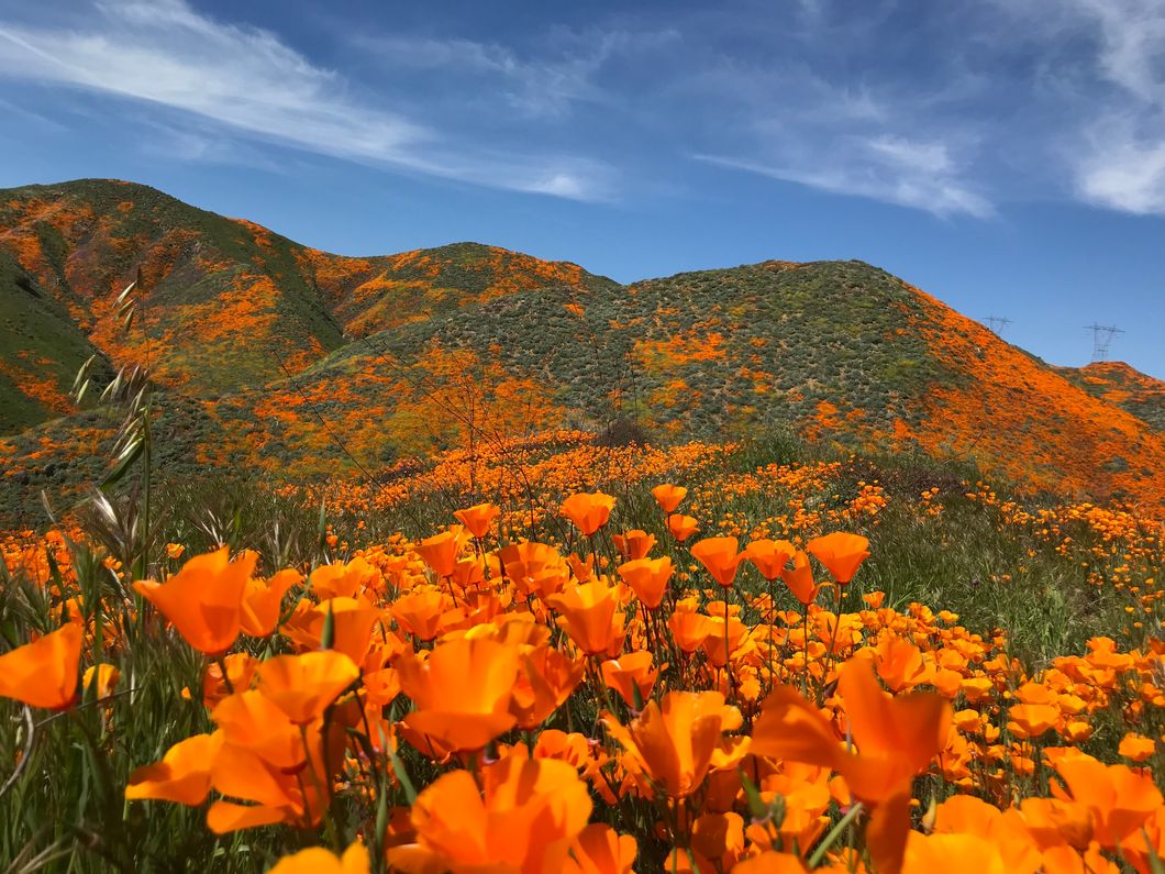 My Lake Elsinore Poppy Field Experience
