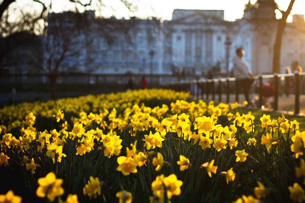 Poetry On The Odyssey: Chasing Daffodils
