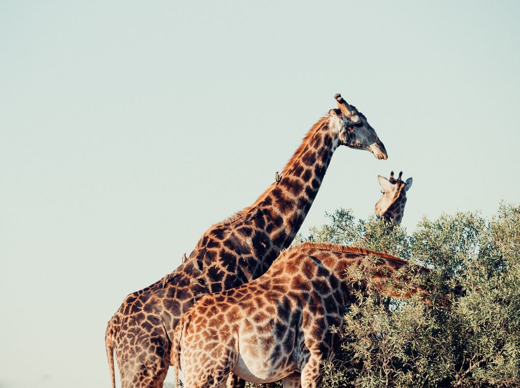 10 Pictures Of Giraffes You Can't Pass Up On
