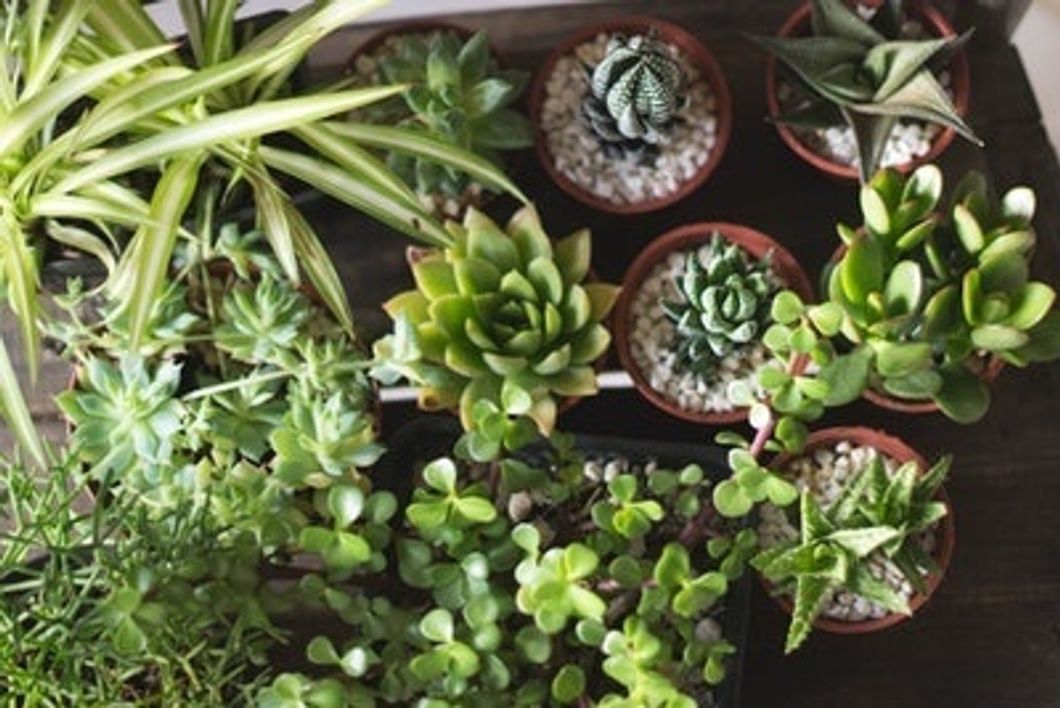 5 Essential Plant Types You Need In Your Room Now