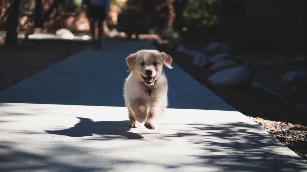 25 Reasons Getting A Dog In Your 20s Is A Smart Idea
