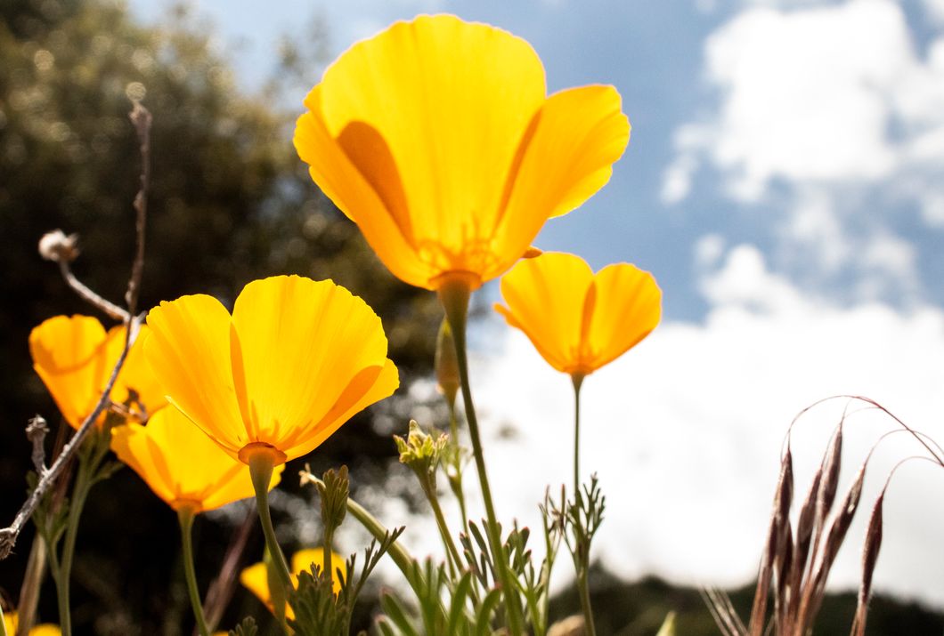 5 Things That Make California Awesome Beyond The Golden Coast