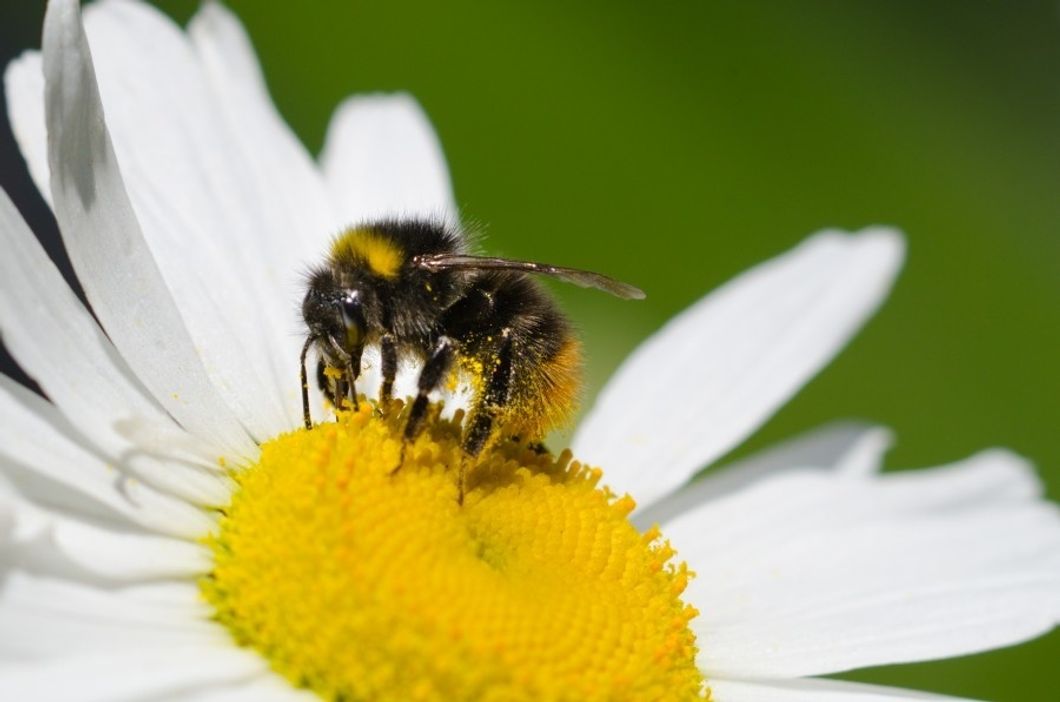 5 Ways To Prevent Pollen From Sneaking Inside This Allergy Season