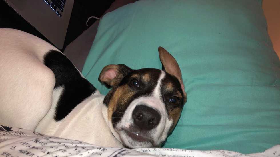 After Becoming A Dog Mom, I'm Not Sure If I'll Be Ready To Bring A Child Into This World Anytime Soon