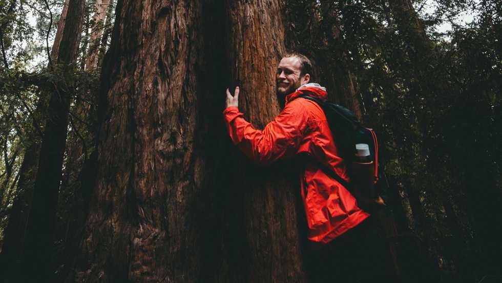It's Trees That Deserve The Title Of 'Man's Best Friends'