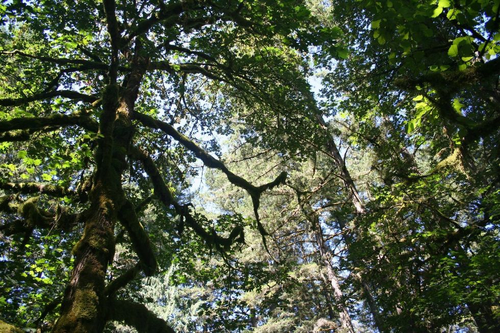 Poetry On Odyssey: Where Did All The Evergreens Go