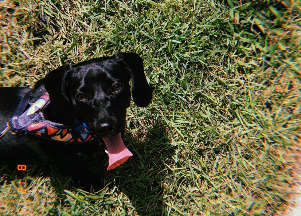 10 Bone-ified Signs You Are Paws-itively Obsessed With Your Dog