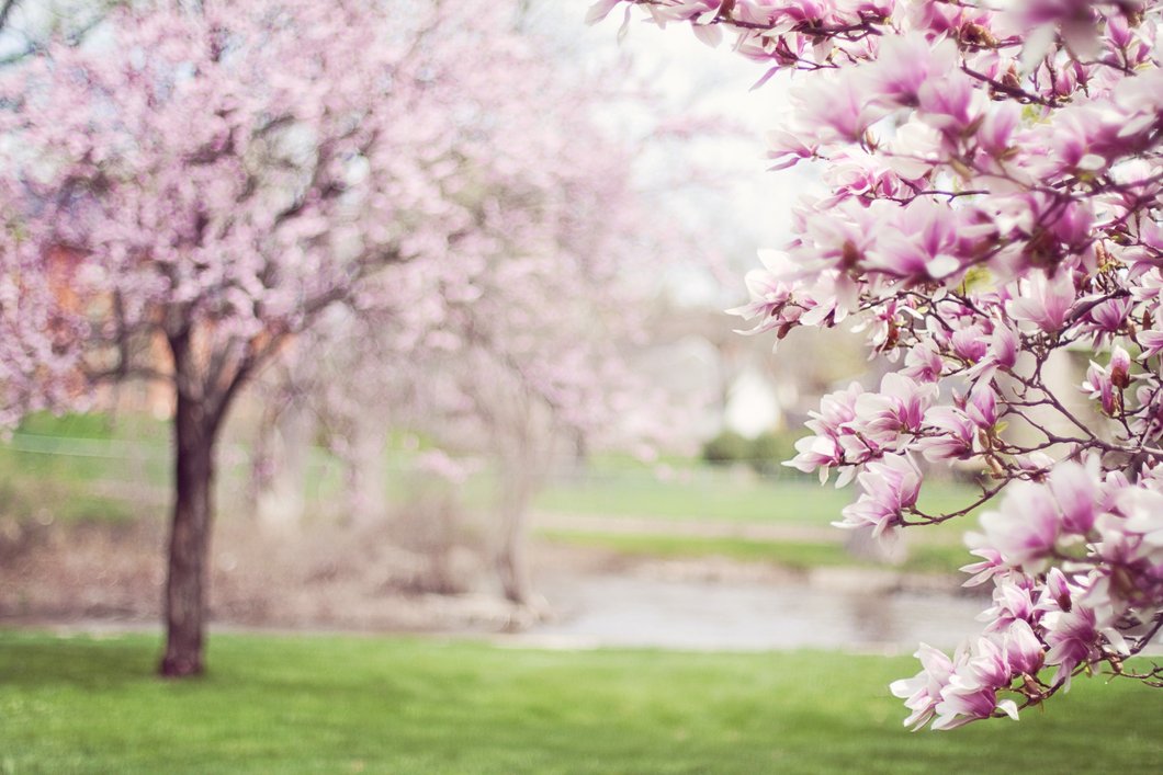 Spring Has Spring Finally Spring Is Finally Here, So Enjoy It | The Odyssey Online