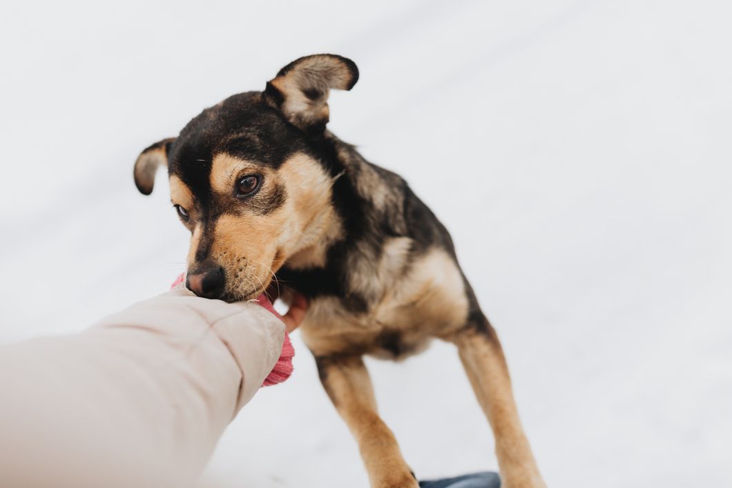 5 Reasons To Volunteer At A Dog Shelter