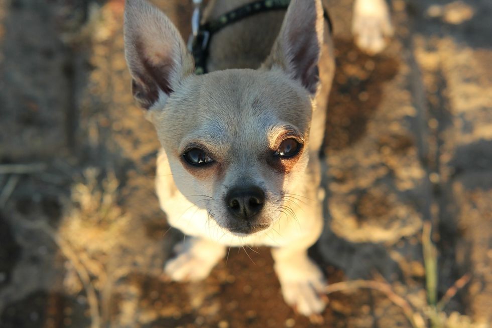 40 Things I’d Rather Do Than Own A Chihuahua