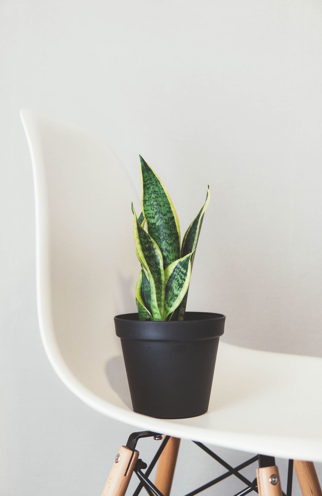 The Guide To Houseplants And Why You Should Invest In Them