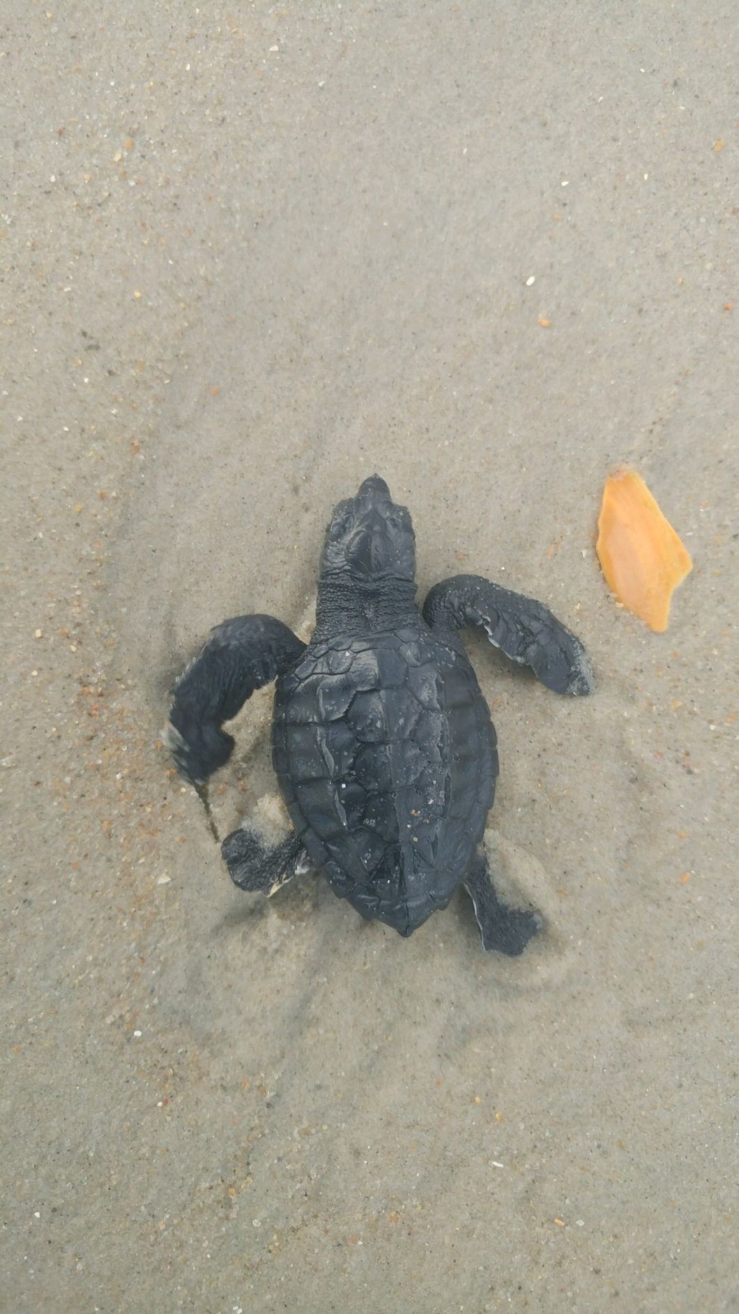 If You Give Me A Straw, I Will Politely Refuse Because Our Oceans Mean More Than My Convenience