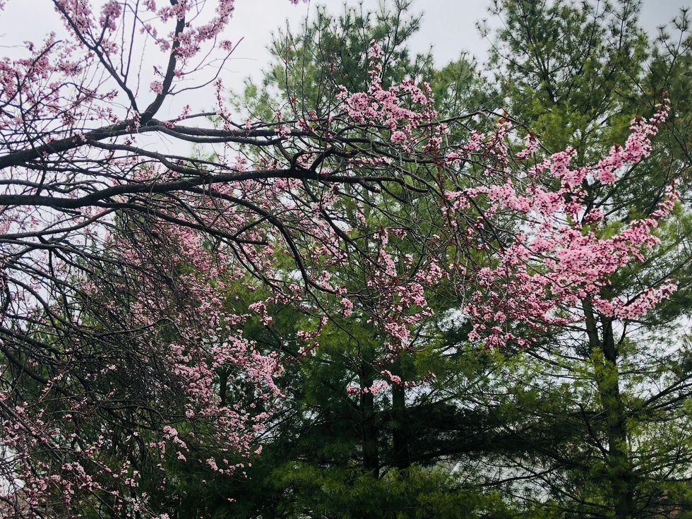 Saving the Bees: What the Buzz is All About