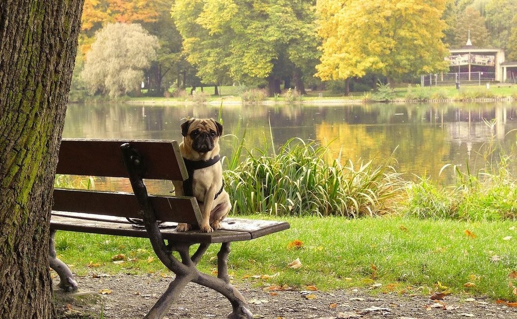 6 Things To Do With Your Dog In Los Angeles