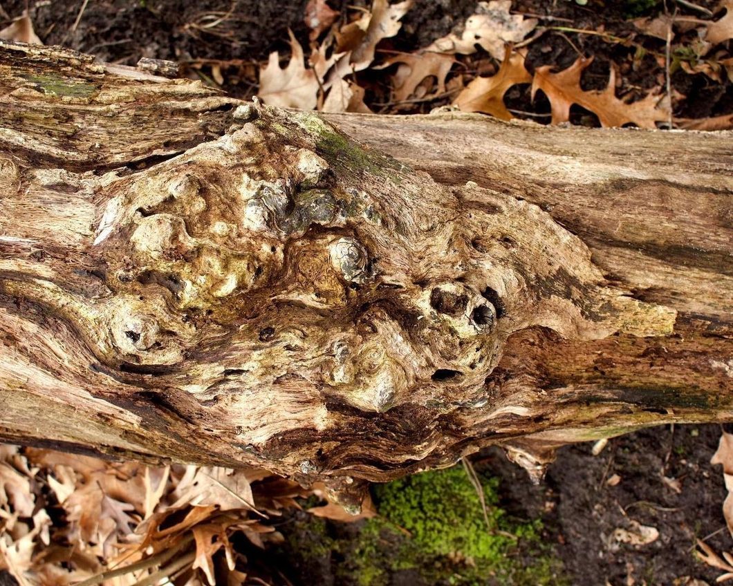 A Walk Through Nature