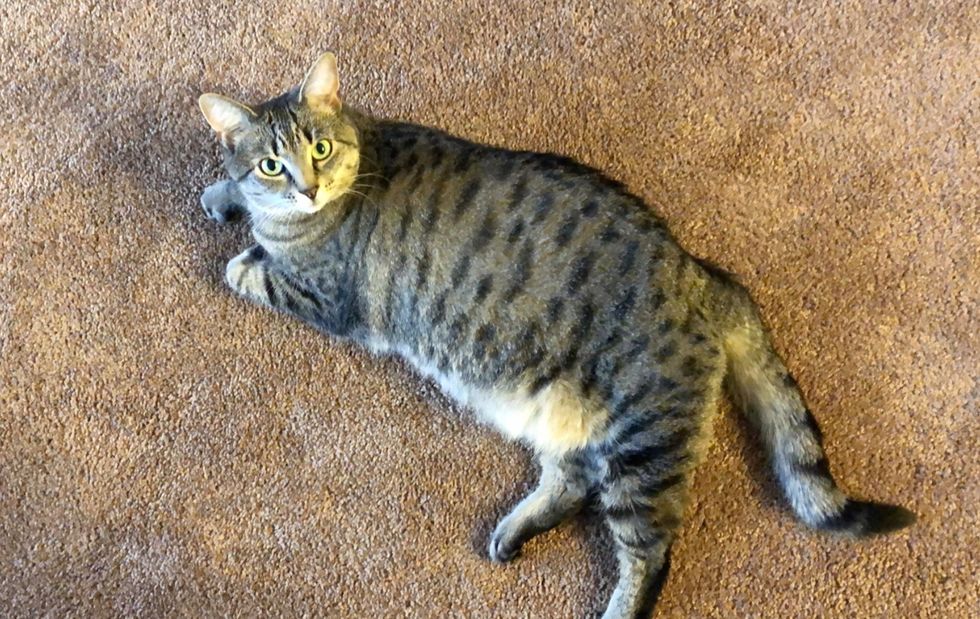 6 Reasons Having A Cat Is The Best