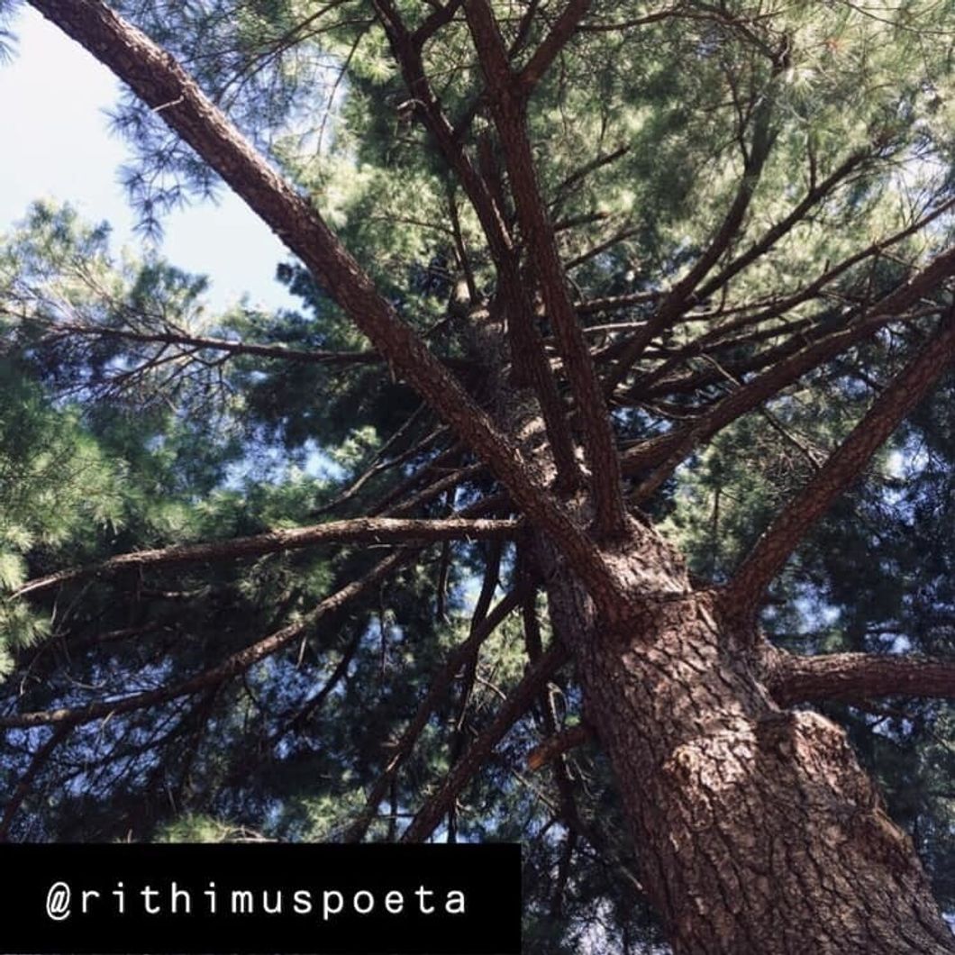 Poetry On Odyssey: Head In The Trees