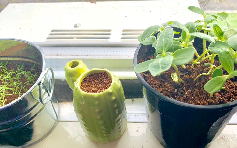 7 Rookie Mistakes Indoor Gardeners Make