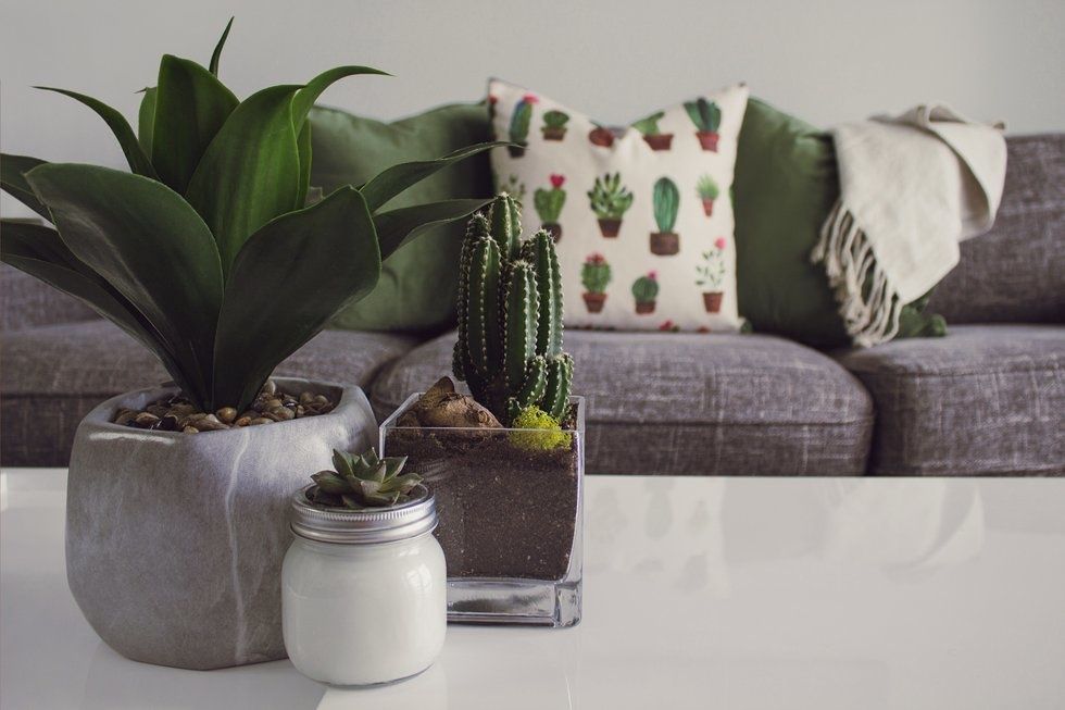 5 Amazing Plants To Decorate Your Dorm