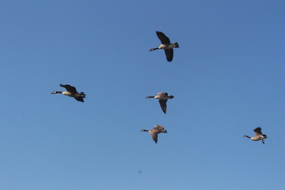 Birds Are Our Key To Human Flight