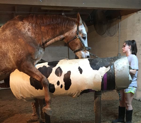 I Got Shot In The Eye With Horse Semen: A Day In The Life Of Breeding Season