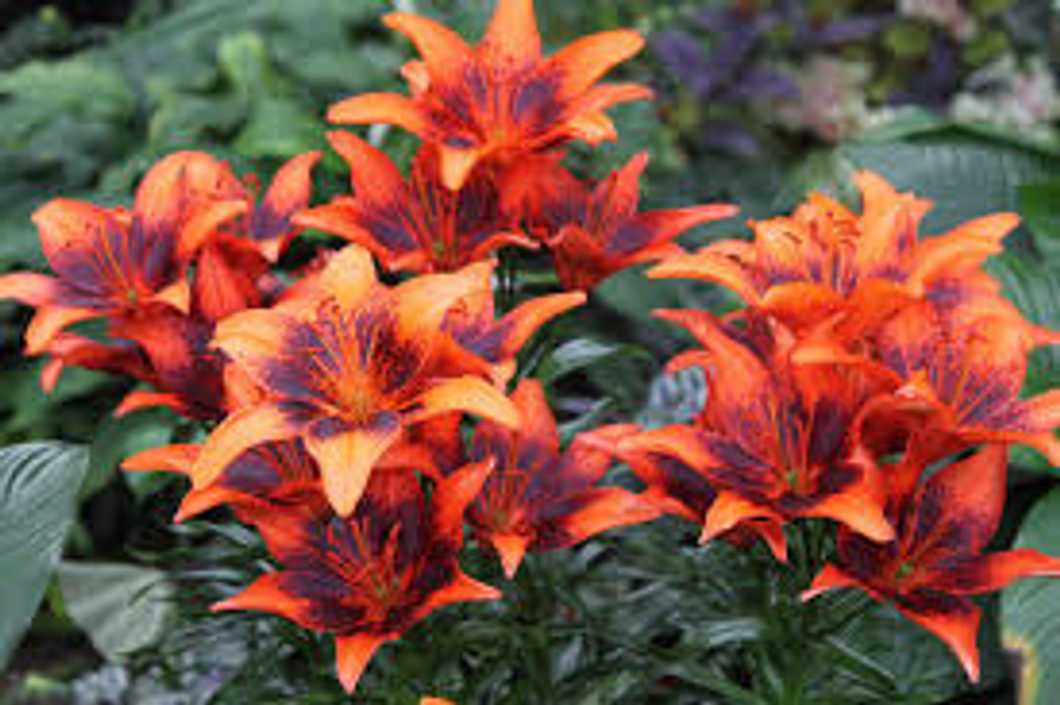 Poetry On Odyssey: Furious Romance