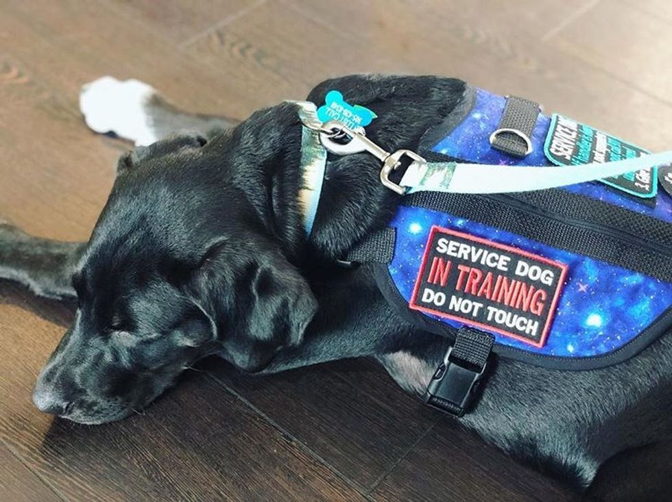 6 Major Ways Your Emotional Support Animal Is Different Than A Legitimate Service Animal