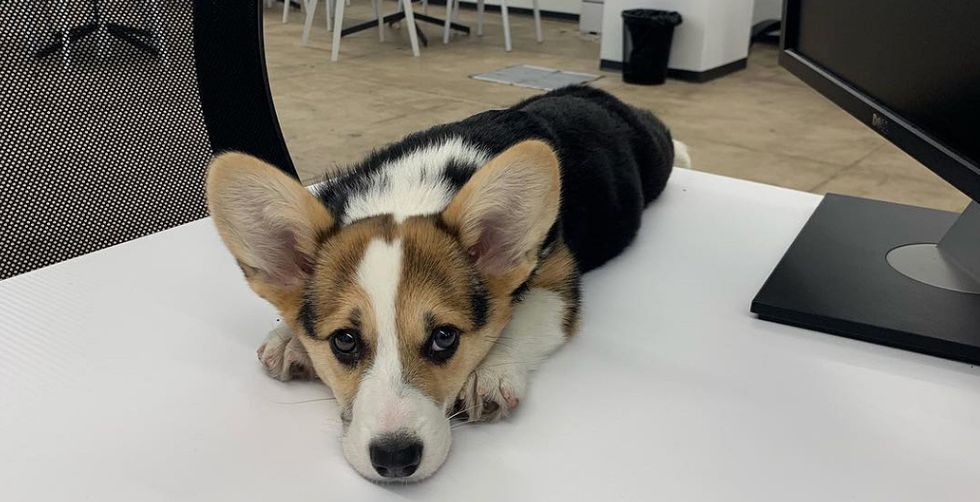 10 'Thoughts Of Dog' Tweets That Speak To Your Second Semester