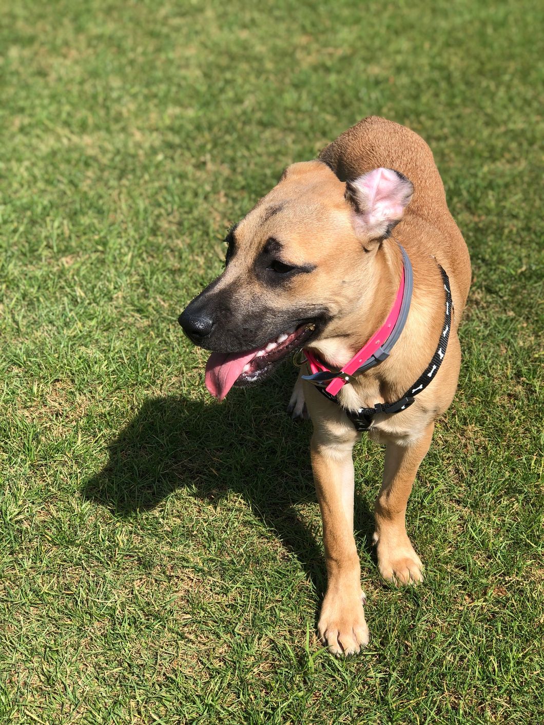 8 Activities For The Dog Days Of Summer To Let Your Fur Baby Live Their Best Life