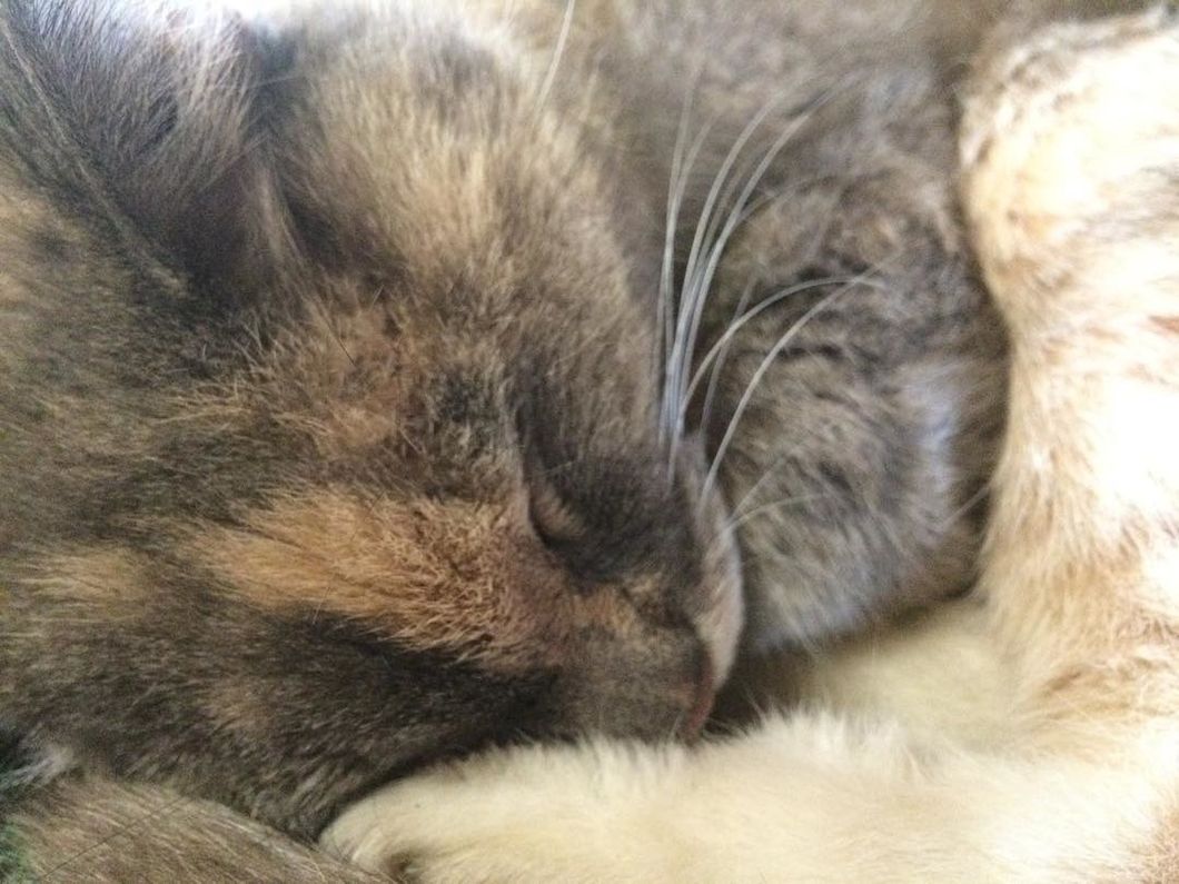 6 PURRfectly Good Reasons To Make A Cat Your Best Friend