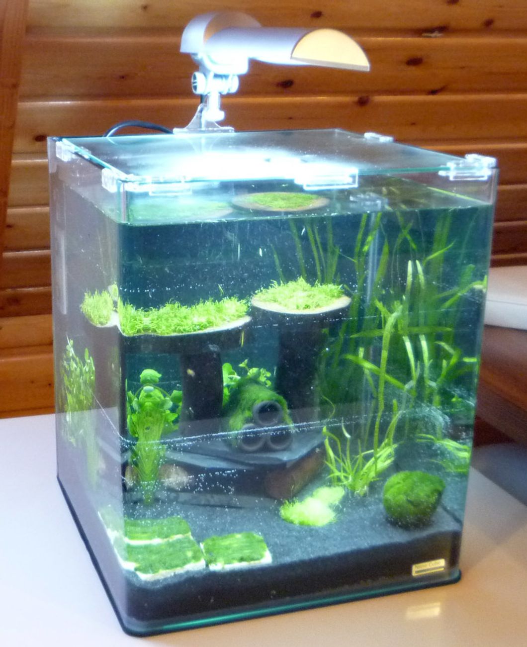 How To Set Up And Maintain A Healthy And Attractive Nano Aquarium